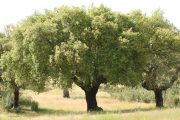 Quercus suber 3302 (*)