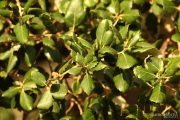 Quercus suber 4788 (*)