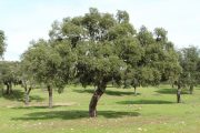 Quercus suber 2791 (*)