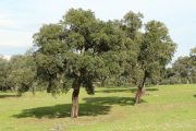 Quercus suber 2797 (*)