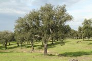 Quercus suber 2798 (*)