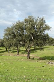 Quercus suber 2799 (*)