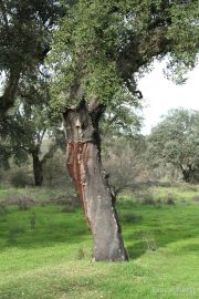 Quercus suber 2801 (*)