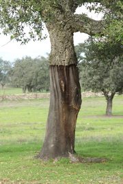 Quercus suber 2807 (*)