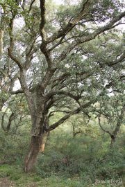 Quercus suber 2913 (*)