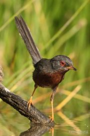 Sylvia undata 0207 (***)