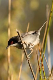 Sylvia melanocephala 0013 (***)