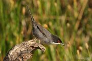 Sylvia melanocephala 0116 (***)