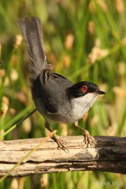 Sylvia melanocephala 0150 (***)