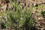 Lavandula stoechas 1641 (*)
