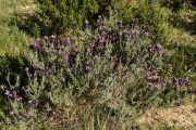 Lavandula stoechas 7528 (*)