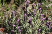 Lavandula stoechas 7533 (*)