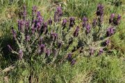 Lavandula stoechas 7536 (*)
