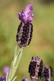 Lavandula stoechas 7541 (*)