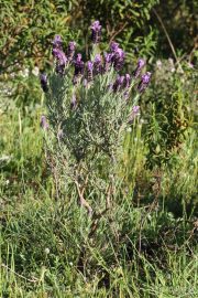 Lavandula stoechas 7548 (*)