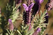 Lavandula stoechas 7549 (*)