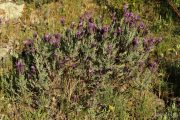 Lavandula stoechas 7564 (*)