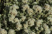 Teucrium polium 0043 (*)