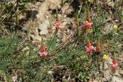 Onobrychis supina 8983 (*)