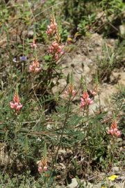 Onobrychis supina 8986 (*)
