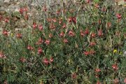 Onobrychis supina 9001 (*)