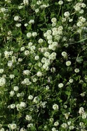 Trifolium nigrescens 8922 (*)
