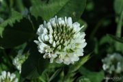 Trifolium nigrescens 8933 (*)