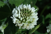 Trifolium nigrescens 8933 (*)