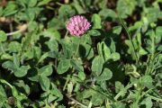 Trifolium pratense 1272 (*)