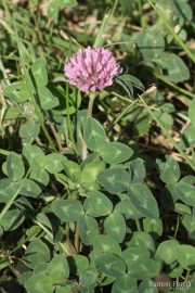 Trifolium pratense 1275 (*)