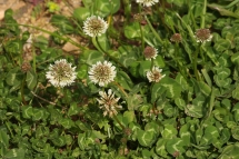 Trifolium repens 1856 (*)