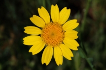 Chrysanthemum segetum 8895 (*)