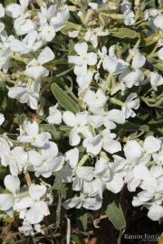 Matthiola incana 0434 (*)