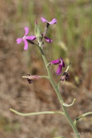 Matthiola sinuata 0060 (*)