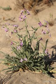 Matthiola sinuata 1781 (*)