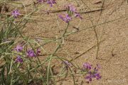 Matthiola sinuata 4103 (*)