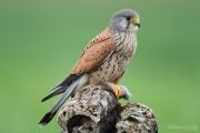 Falco tinnunculus 5172 (***)